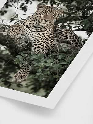 Leopardo sdraiato su un ramo tra foglie verdi