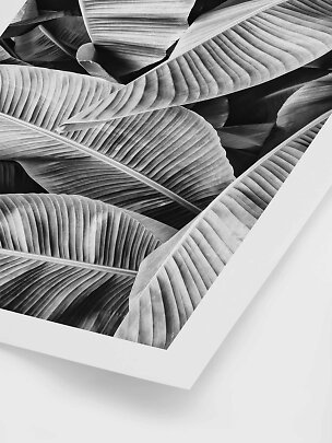 Affiche noir et blanc avec gros plan de feuilles tropicales superposées dans un cadre blanc