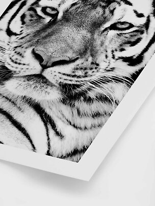 Svartvit närbild av en tiger i vit ram
