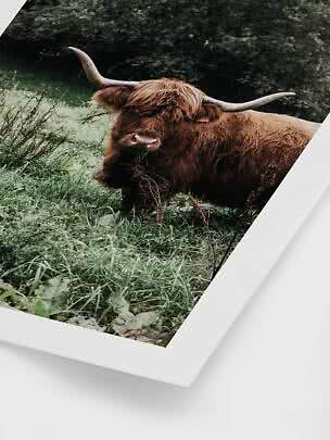 Affiche d’une vache Highland aux longues cornes dans l’herbe verte