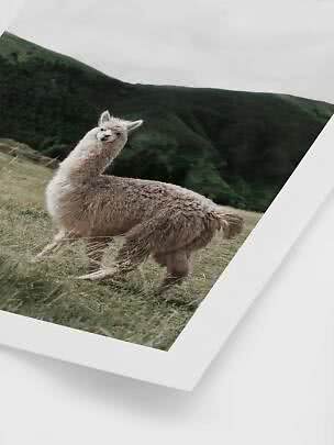 Gerahmtes Foto eines Alpakas auf einer grasigen Anhöhe vor grünen Bergen