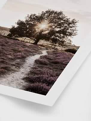 Indrammet landskabsfoto af et træ i sollys langs en sti gennem lilla lyng