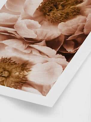 Nahaufnahme von rosafarbenen Blumen auf einem Kunstdruck mit weißem Rand