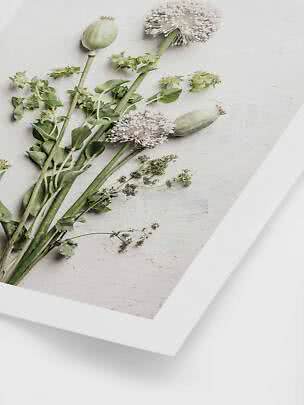 Indrammet botanisk print med grønne stængler, hvide blomsterhoveder og frøkapsler