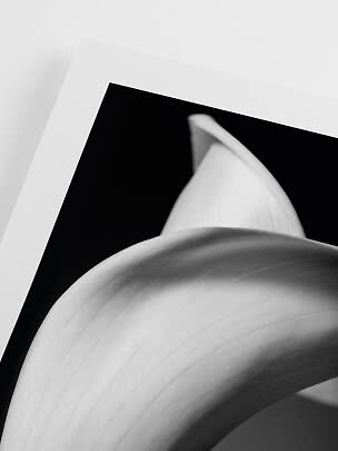 Primo piano in bianco e nero di una calla curva su sfondo bianco e nero