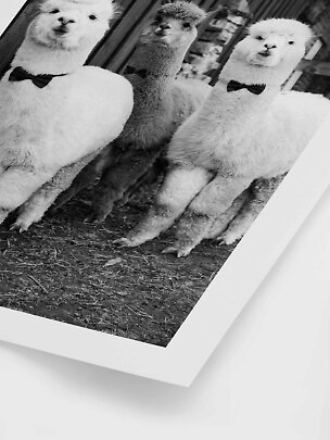 Foto in bianco e nero di tre alpaca con papillon, incorniciata come quadro