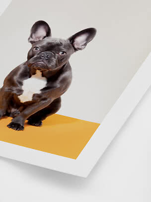 Sort fransk bulldog med hvid brystplet på skrå hvid og gul platform