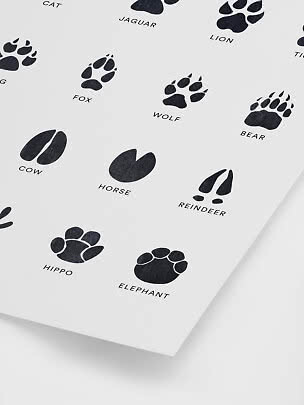 Póster con huellas de animales negras y nombres en inglés sobre fondo blanco