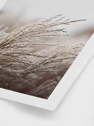 Close-up van droog siergras in beige tinten op een ingelijste kunstprint
