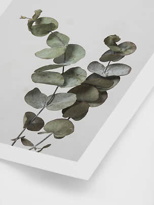 Framed botanical print with green eucalyptus branches on a light background