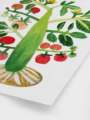 Botanisk illustration af grøn squash, tomater og citrus på hvid baggrund