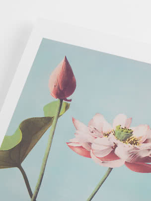 Póster con capullo y flor de loto rosa sobre fondo azul claro