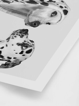 Póster en blanco y negro con dos dálmatas en primer plano sobre fondo claro