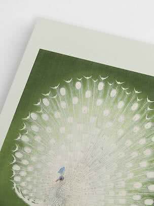 Close-up of art print showing a white peacock with fanned tail on a green background