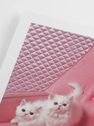 Due gattini bianchi su un divano rosa con sfondo rosa e bianco trapuntato