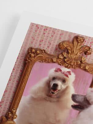 Ingelijste foto van witte poedel met roze strik en glinsterende halsband
