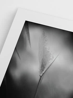 Affiche noir et blanc avec gros plan d'un plumeau d’herbe délicat dans un passe-partout blanc.