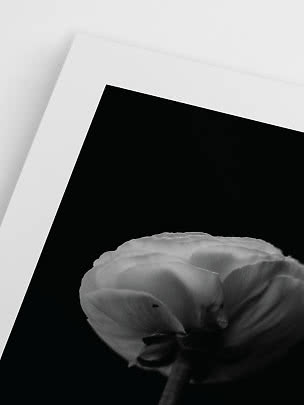 Affiche florale en noir et blanc avec gros plan d’une fleur sur fond noir