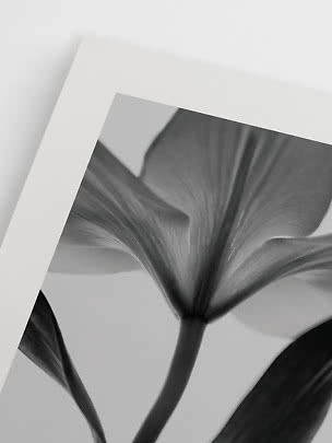 Stampa floreale in bianco e nero con primo piano di un fiore aperto e steli su sfondo bianco