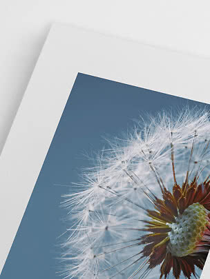 Nahaufnahme eines Löwenzahn-Prints mit weißem Rand auf hellem Hintergrund