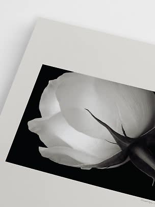 Poster in bianco e nero con primo piano di una rosa bianca su sfondo nero