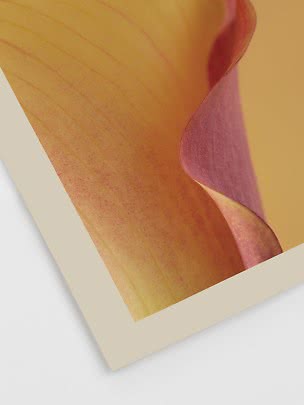 Gros plan de pétales orange et violets sur une affiche à bordure claire