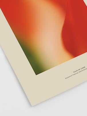 Poster astratto con primo piano di un tulipano rosso-arancio e bordo beige