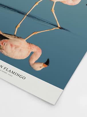 Plakat med lyserød flamingo og spejling i roligt blåt vand