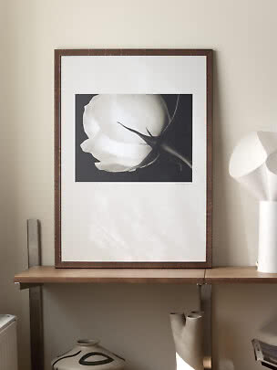Indrammet blomsterplakat med hvid rose i nærbillede på mørk baggrund