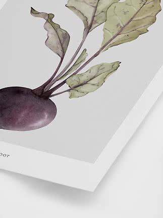 Poster mit botanischer Illustration einer Rote Bete mit grünen Blättern auf weißem Hintergrund