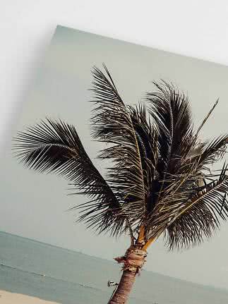 Skævt foto af palme ved rolig strand og hav under lys himmel