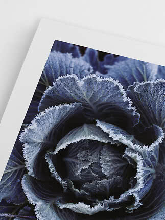 Gerahmte Nahaufnahme von violettem Kohl mit Reif an den Blatträndern
