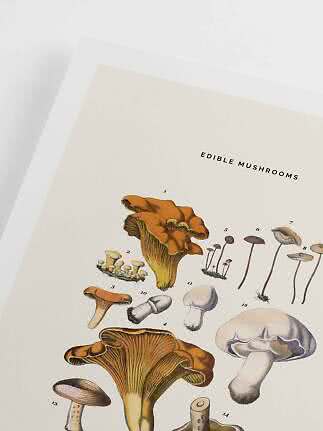 Vintage poster with illustrations of edible mushrooms on a light background