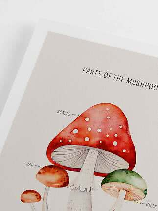 Poster with watercolor mushroom illustration and English labels on a white background