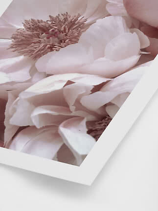 Nærbillede af lyserøde pæonblomster på print med hvid kant