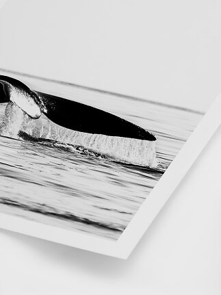 Svartvit poster med närbild av en valstjärt som bryter havsytan
