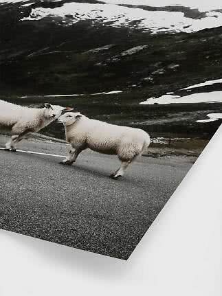 Deux moutons sur une route devant des montagnes enneigées