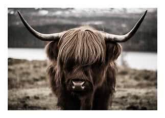 Nahaufnahme eines Highland-Rinds mit langen Hörnern und zotteligem Fell an einem See