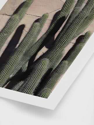 Close-up van groene zuilcactussen tegen een beige stenen muur