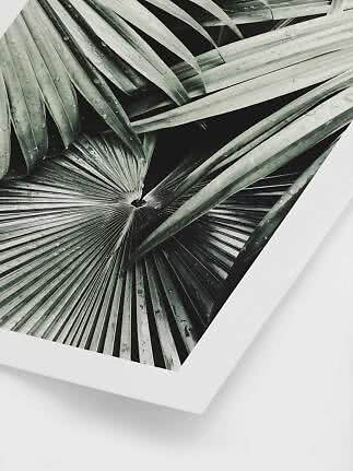 Framed art print showing a close-up of green palm leaves with water droplets