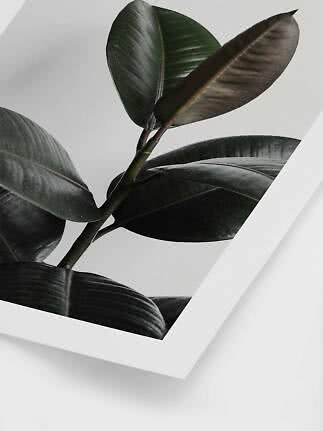 Close-up of dark green rubber plant leaves on a print with white border