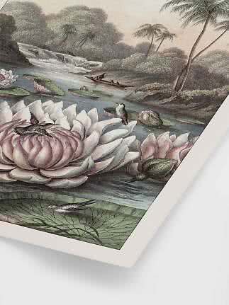 Illustration of a tropical river with water lilies, birds, waterfall, and a small boat