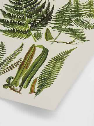 Botanisk illustration med grønne bregneblade på lys baggrund