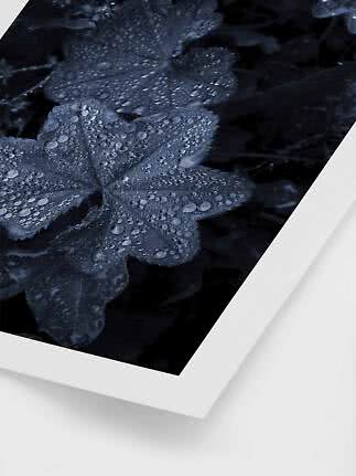 Close-up of dark leaves covered in water droplets in a white frame