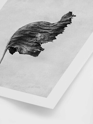 Lámina botánica en blanco y negro con una hoja oscura sobre fondo claro