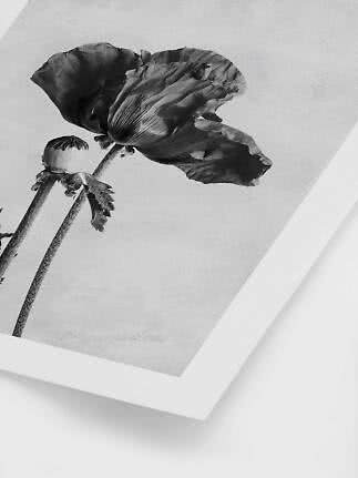 Stampa floreale in bianco e nero con grande papavero e bocciolo su sfondo chiaro