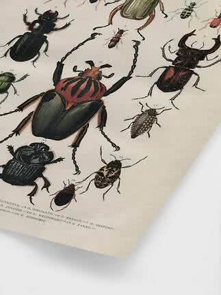 Vintage insect illustration poster with colorful beetles on a cream background