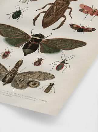 Vintage insect illustration print with various beetles and cicadas on a light background