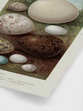 Vintage illustration of bird eggs in various sizes and colors on a book page