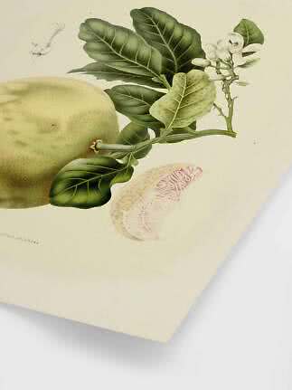 Botanisk illustration av pomelo med gröna blad, vita blommor och en uppskuren fruktklyfta.